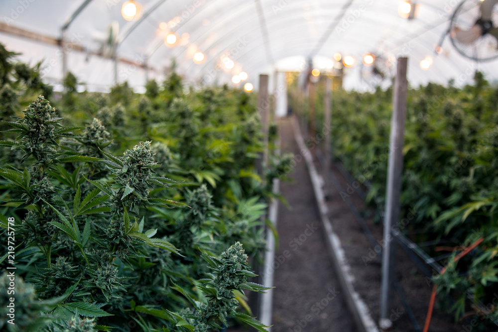 A close up of the marijuana farm industry. Beautiful macro and micro shots.  Green house, outdoor, indoor plants. Harvesting cannabis, planting weed and  more. Stock Photo | Adobe Stock