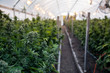 © RYLAND ZWEIFEL - A close up of the marijuana farm industry. Beautiful macro and micro shots. Green house, outdoor, indoor plants. Harvesting cannabis, planting weed and more.