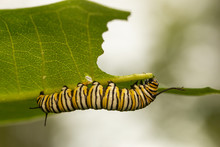 Monarch Butterfly Caterpillar Eating Milkweed Leaf - Danaus Plexippus