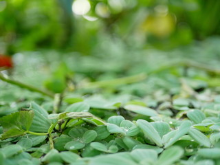 Selective focus of refreshing green Shell Flower or Water Lettuce on the water surface