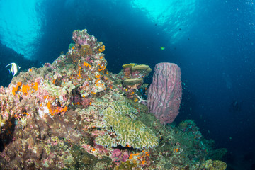 Wall Mural - Wonderful and beautiful underwater world with ccoral reef landscape background in the deep blue ocean with colorful fish and marine life