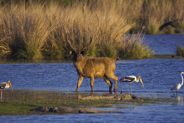 Wall Mural - Sambar Deer with Crocodiles, Ranthambhore Tiger Reserve, Rajasthan, India