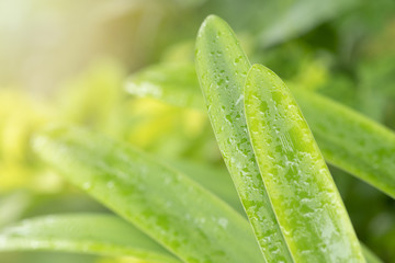 Poster - Closeup green leaf with nature background in garden with sunlight