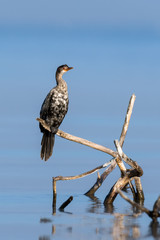 Wall Mural - Cormorant microcarbo melanoleucos perched on a branch