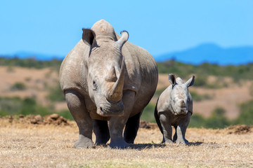 Wall Mural - african white rhino