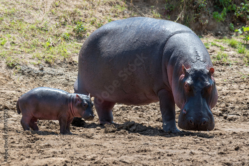 Photographie Hippo (Hippopotamus amphibius)