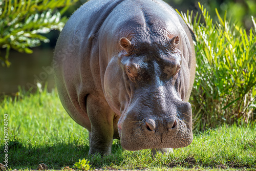 Cuadros en Lienzo Hippo (Hippopotamus amphibius)