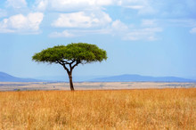 Landscape With Nobody Tree In Africa