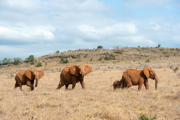 Canvas Print - Elephant in National park of Kenya