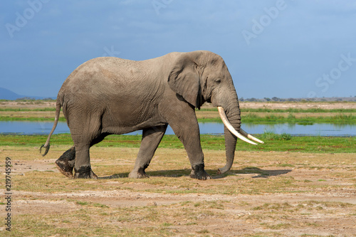 Plakat Słoń w parku narodowym Kenja