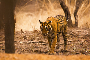 Wall Mural - tiger panthera tigris tigris- t 19, ranthambhore tiger reserve, rajasthan, india