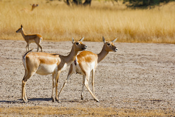 Wall Mural - Blackbuck female, Antelope cervicapra, Velavadar National Park, Gujarat, India