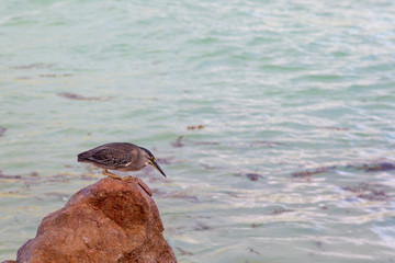 Poster - Mangrovereiher (Butorides striatus) sitzt auf einem Felsen an der Küste auf Praslin, Seychellen.