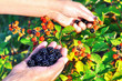 Hands picking blackberries during main harvest season. Wild ripe and unripe blackberries grows on the bush. Female hands hold blackberries. Selective focus