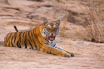 Wall Mural - tiger panthera tigris tigris- dhamdhama female cub, bandhavgarh tiger reserve, madhya pradesh, india