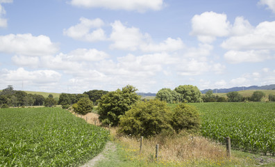 Agricultural field landscape, New Zealand