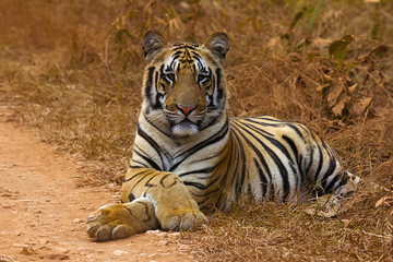 Wall Mural - tiger panthera tigris tigris- jaichand, umred-karhandla wildlife sanctuary, maharashtra, india