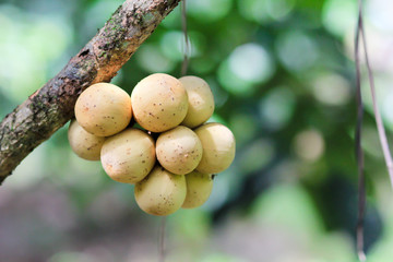 Wall Mural - Asian fruit Langsat, Longkong, in the garden.