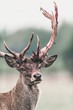 Red deer buck with fresh swept bloody antler. Headshot.