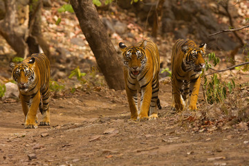 Wall Mural - tiger panthera tigris tigris- t 39 with cubs, ranthambhore tiger reserve, rajasthan, india