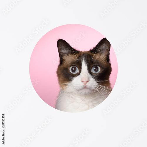 Download Cat Looking To Camera Portrait Through A Cut Hole In Paper Pink Background Layered Design Copy Space Stock Photo Adobe Stock