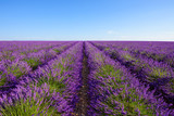Fototapeta Krajobraz - Lavender bushes rows at lavender field