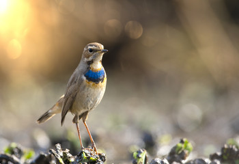 Wall Mural - Bluethroat