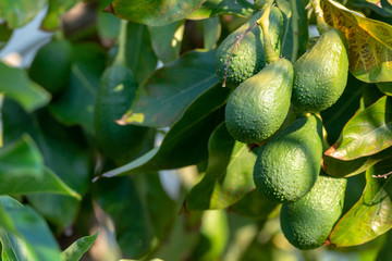 Wall Mural - Seasonal harvest of green orgaic avocado, tropical green avocadoes riping on big tree