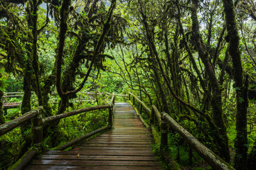  Wooden bridge walkway in to the rain forest