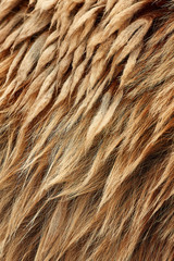 Wall Mural - brown bear (ursus arctos) fur texture. wild life animal