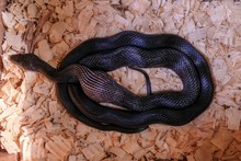 A Black Rat Snake, Also Called A Chicken Snake, Swallows A Chicken Egg In The Nest In North Carolina