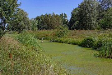 pond overgrown with green duckweed