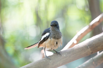 Wall Mural - Oriental magpie-robin. They are distinctive black and white birds with a long tail that is held upright as they forage on the ground or perch conspicuously. they are common birds in urban gardens