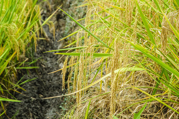 Rice plant closeup