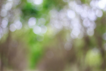 Canvas Print - blurred of green bokeh on tree background
