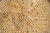 Fototapeta Las - old wood texture