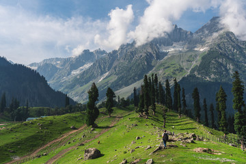 Wall Mural - travelling in summer, a man with backpack walking on meadow and pine forests with mountain view in t