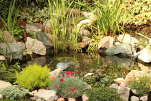 Small Garden Pond