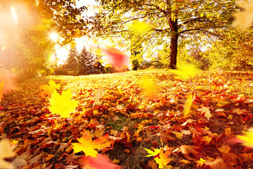 Wall Mural - sunny autumlandscape