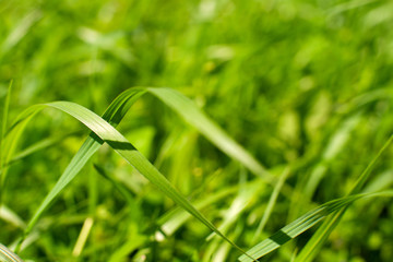 Wall Mural - Summer background in the form of a green grass. Macro. Meadow from the juicy green grass in the spring and summer season.