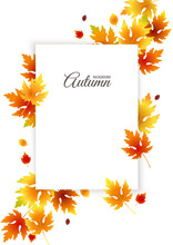 Autumn Background With Empty Space For Text, Fall Vector Poster With Falling Yellow, Red, Braun, Green Autumn Leaves Isolated On White. Thanksgiving, Harvest Template, Invitation Design With Frame.  