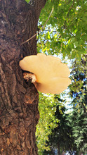 Mushroom Growing On The Trunk Of A Tree.  Mushroom On The Tree. Summer