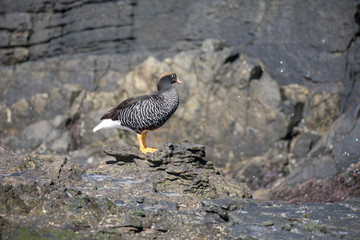 antarctic bird is looking for food