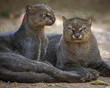 Gato Mourisco / Jaguarundi (Puma yaguarondi)