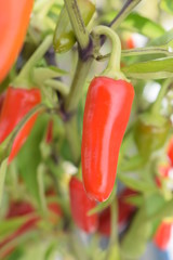 Canvas Print - scharfe chilis