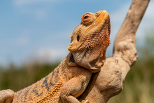 A Relaxed Bearded Dragon Lizard Basking In The Sunshine On An Outdoor Tree Branch