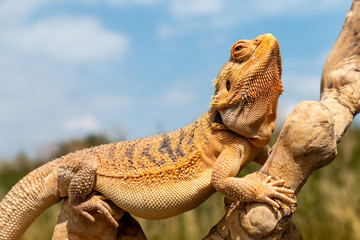 A relaxed Bearded Dragon lizard basking in the sunshine on an outdoor tree branch