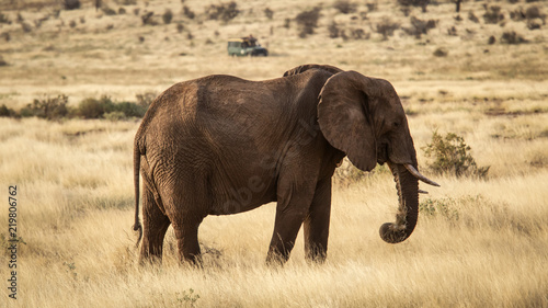 Plakat Słoń afrykański