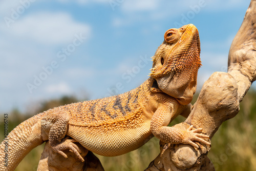 A relaxed Bearded Dragon lizard basking in the sunshine on an outdoor tree branc Tableau sur Toile