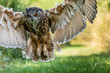 A majestic eagle owl swooping low over a green, grassy field